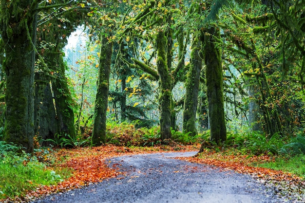 Bosque en el Parque Nacional Olympic, Washington