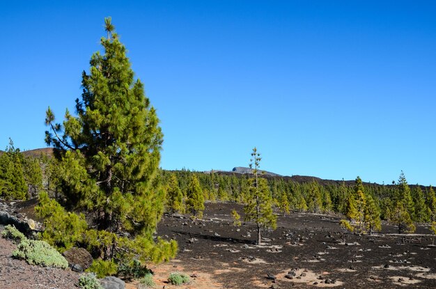 Bosque En El Parque Nacional Del Teide Tenerife