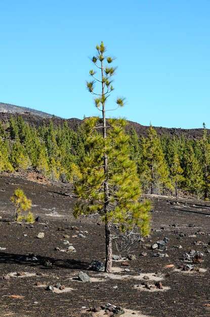 Bosque En El Parque Nacional Del Teide Tenerife