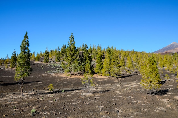 Bosque En El Parque Nacional Del Teide Tenerife