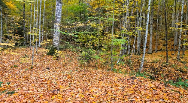 Bosque en el Parque Nacional Yedigoller Turquía