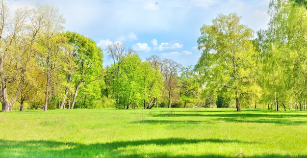 Bosque de parque verde con árboles verdes