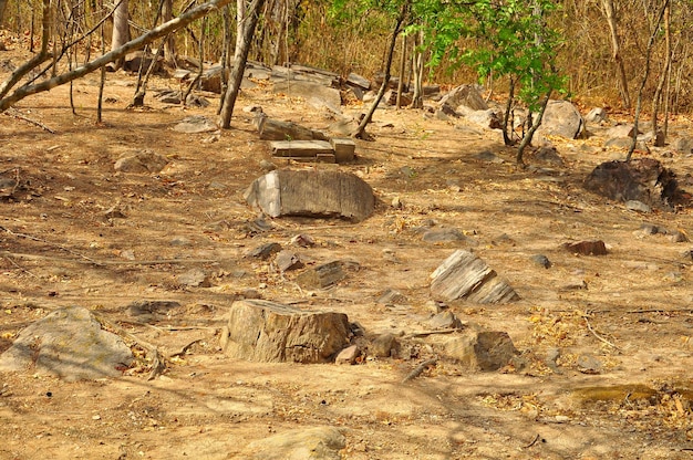 Foto el bosque petrificado de puyango