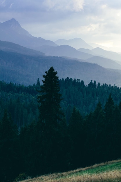 Bosque bajo los picos de las montañas en las nubes al atardecer Montañas Tatra Polonia