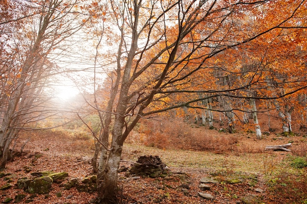 Bosque con piedras y hojas caídas rojas en la madera de la luz del sol.