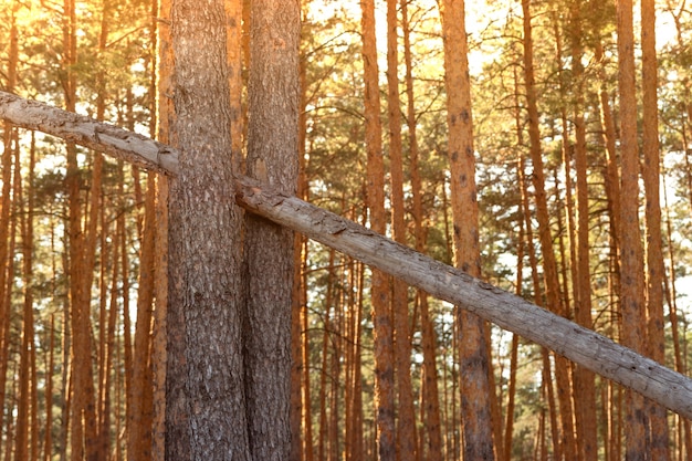 Bosque de pino denso de verano. La luz del sol a través de los árboles.