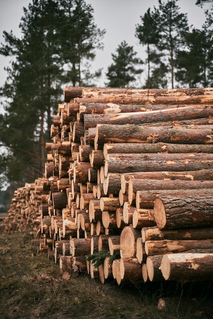 Bosque de pinos y abetos Los troncos de troncos amontonan la industria maderera maderera