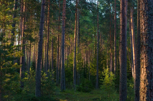 Bosque de pinos al amanecer Fauna de Karelia