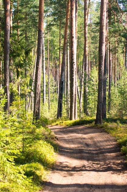 Bosque de pinos al amanecer Fauna de Karelia