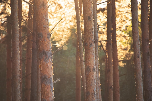 Bosque de pinos al amanecer Los rayos matutinos del sol iluminan los troncos de los árboles