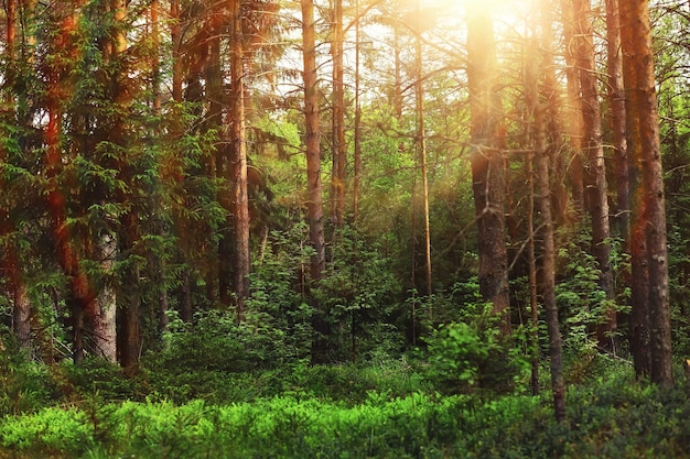 Bosque de pinos Árboles en el bosque Ramas de abeto con conos Resplandor del sol