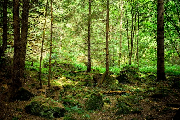 Bosque de pinos árboles naturaleza verde madera