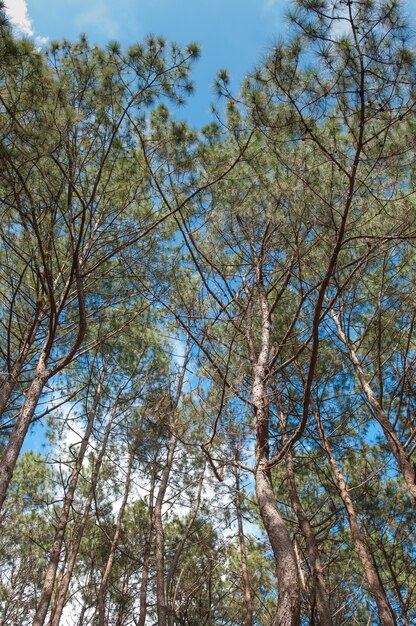 Bosque de pinos con cielo azul.