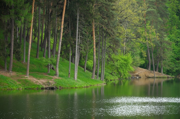 Bosque de pinos coníferos y lago reflejo del espejo bosque salvaje paisaje clima cambiante