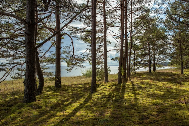 Foto bosque de pinos en la costa del mar báltico en otoño hermoso paisaje otoñal soleado