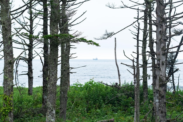 Bosque de pinos costeros con sotobosque de bambú enano en la costa del Pacífico Islas Kuriles