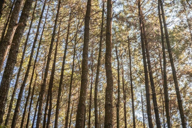 Bosque de pinos cuando la primavera está en la pista para hacer senderismo en la montaña.