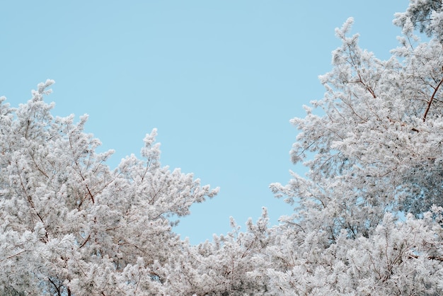 Bosque de pinos cubierto de escarcha y nieve en un día soleado de invierno contra el cielo azul claro, al aire libre. Abeto hermoso congelado, naturaleza de invierno