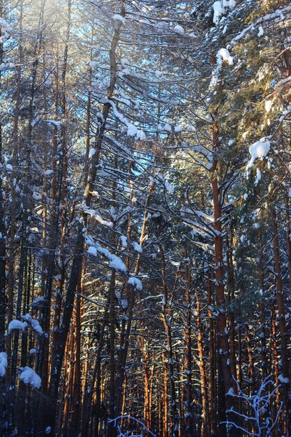 Bosque de pinos cubierto de nieve en un día soleado de invierno