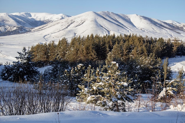 Bosque de pinos cubierto de nieve