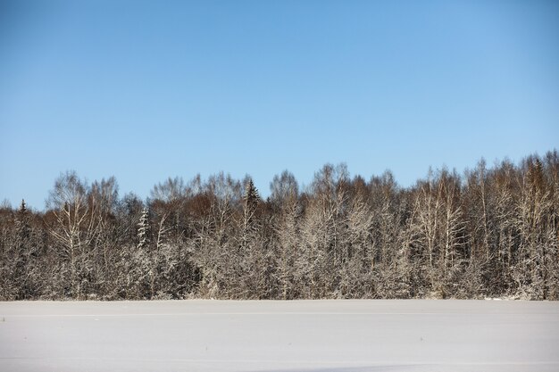 Bosque de pinos después de una fuerte tormenta de nieve en un soleado día de invierno