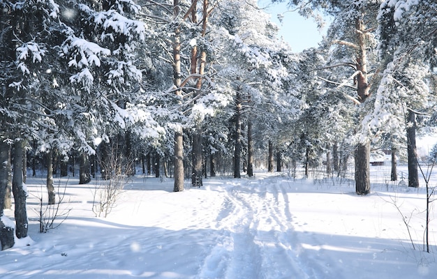 Bosque de pinos después de una fuerte tormenta de nieve en un soleado día de invierno