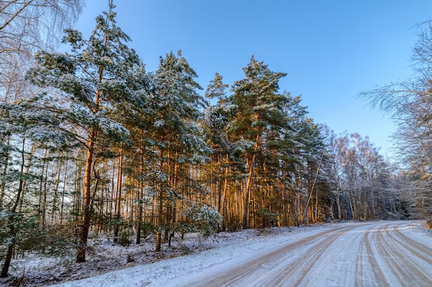 Bosque de pinos día soleado de invierno El camino pasa por el bosque