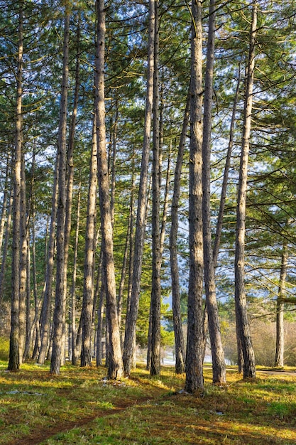 Un bosque de pinos en un día soleado de primavera