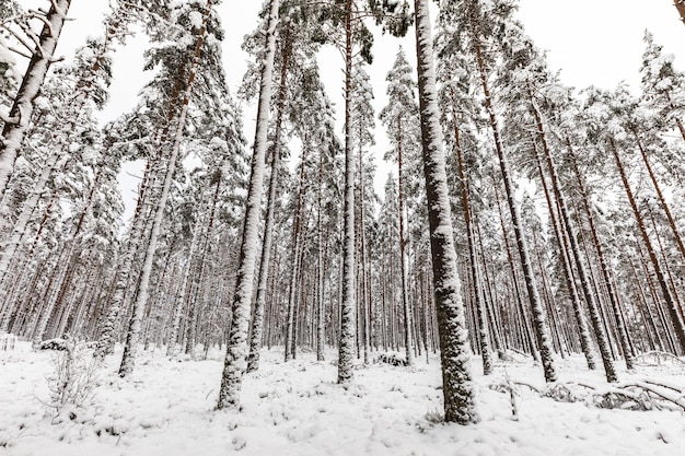 Bosque de pinos escandinavos cubiertos de nieve con suelo de bosque nevado y tallos de pinos, Pinus sylvestris.