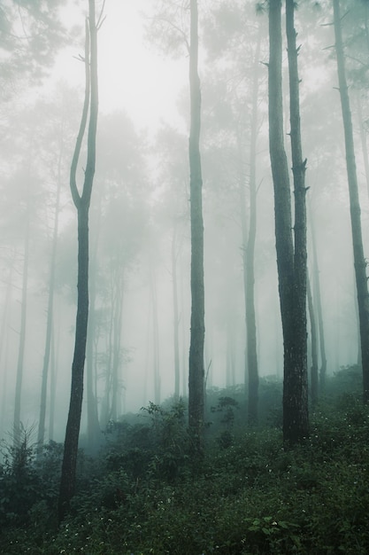 Bosque de pinos en la estación lluviosa con fondo de niebla densa para historias sobre naturalezaxA