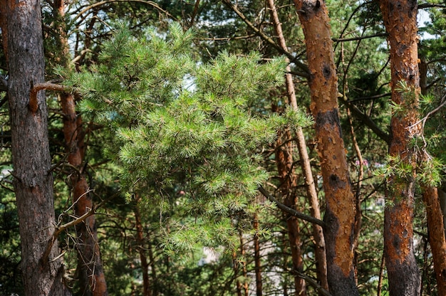 Bosque de pinos fácil iluminar con el cielo