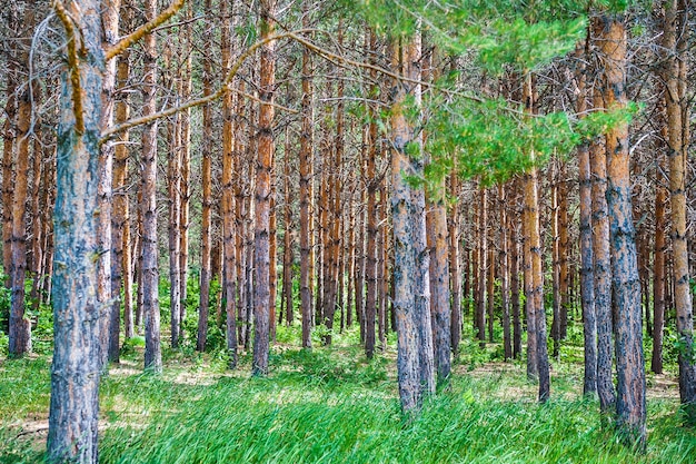 Bosque de pinos. Fondo de verano