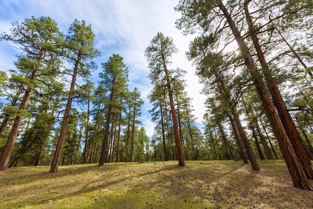 Bosque de pinos en el gran cañón de arizona