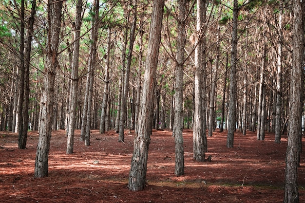 Bosque de pinos con hojas secas.