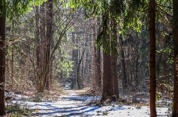 Bosque de pinos iluminado por el sol con nieve blanca aún no derretida a principios de primavera