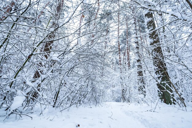 Bosque de pinos de invierno cubierto de nieve Hermoso panorama de invierno en nevadas