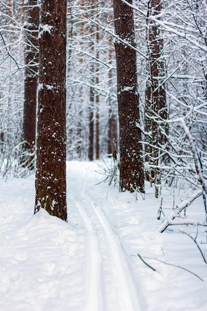 Bosque de pinos de invierno cubierto de nieve con pista de esquí