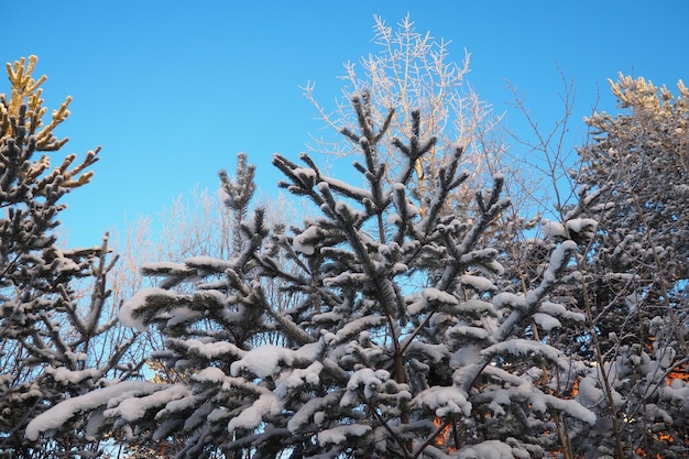 Bosque de pinos en invierno durante el día en heladas severas Karelia Nieve en las ramas de coníferas Anticiclón de clima soleado y helado Pino silvestre Pinus sylvestris es una planta de pino Pinus de Pinaceae