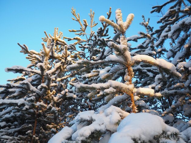 Foto bosque de pinos en invierno durante el día en heladas severas karelia nieve en las ramas de coníferas clima helado soleado anticiclón pinos escoceses pinus sylvestris es una planta de pinos pinus de pináceas