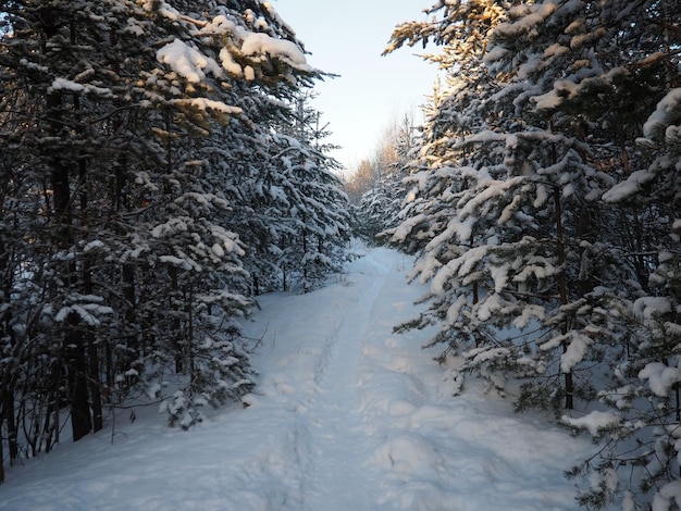 Foto bosque de pinos en invierno durante el día en heladas severas karelia nieve en las ramas de coníferas clima helado soleado anticiclón pinos escoceses pinus sylvestris es una planta de pinos pinus de pináceas