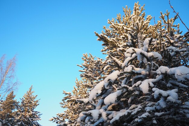 Bosque de pinos en invierno durante el día en heladas severas Karelia Nieve en las ramas de coníferas clima helado soleado anticiclón pinos escoceses Pinus sylvestris es una planta de pinos Pinus de Pináceas