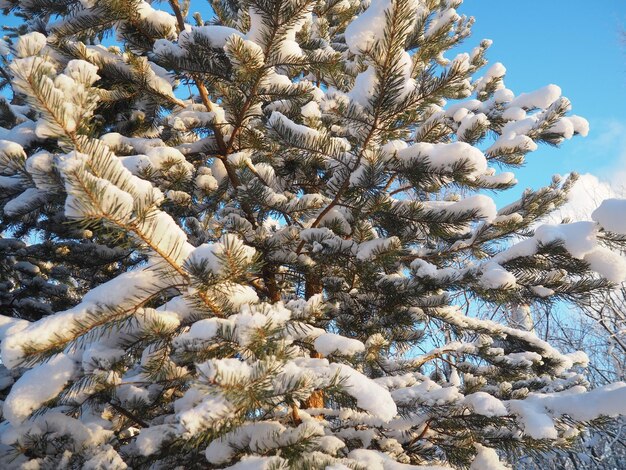 Bosque de pinos en invierno durante el día en heladas severas Karelia Nieve en las ramas de coníferas clima helado soleado anticiclón pinos escoceses Pinus sylvestris es una planta de pinos Pinus de Pináceas