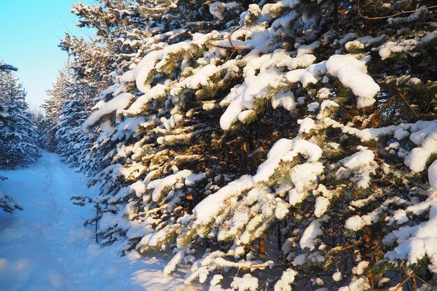 Foto bosque de pinos en invierno durante el día en heladas severas karelia nieve en las ramas de coníferas heladas