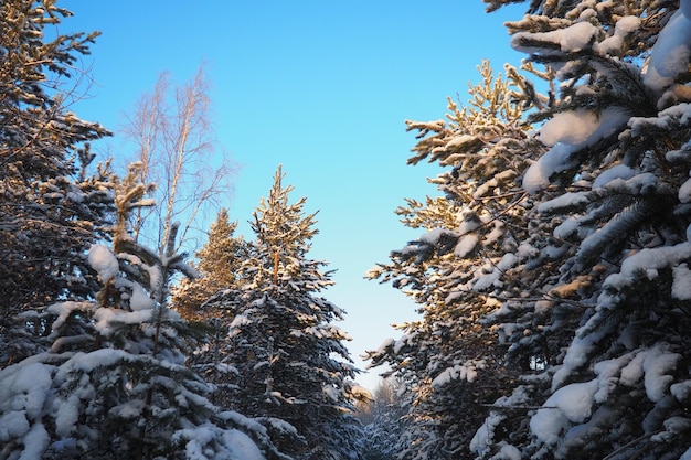 Foto bosque de pinos en invierno durante el día en heladas severas karelia nieve en las ramas de coníferas heladas