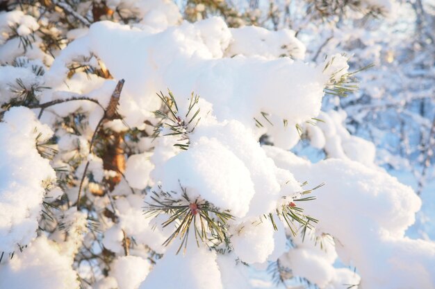 Foto bosque de pinos en invierno durante el día en heladas severas karelia nieve en las ramas de coníferas heladas