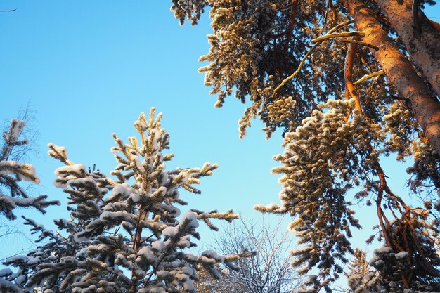 Foto bosque de pinos en invierno durante el día en heladas severas karelia nieve en las ramas de coníferas heladas