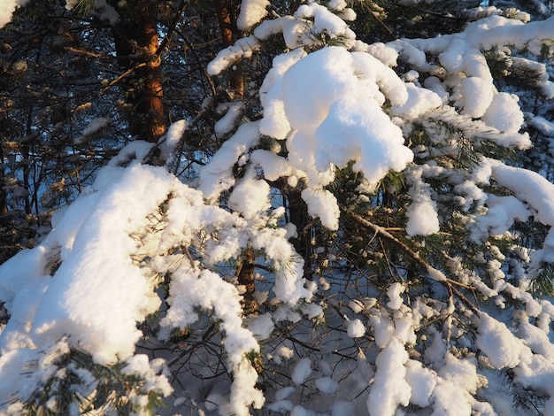 Bosque de pinos en invierno durante el día en heladas severas Karelia nieve en las ramas de coníferas heladas