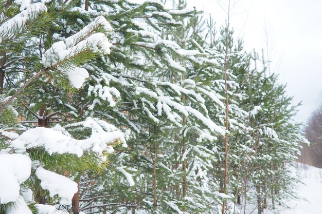 Bosque de pinos en invierno durante el día en severas heladas Karelia Nieve en las ramas de coníferas clima helado soleado anticiclón pinos escoceses Pinus sylvestris es una planta de pinos Pinus de Pinaceae