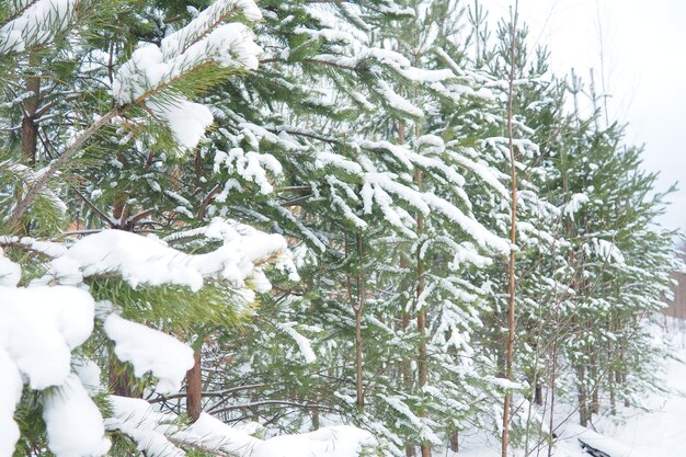 Foto bosque de pinos en invierno durante el día en severas heladas karelia nieve en las ramas de coníferas clima helado soleado anticiclón pinos escoceses pinus sylvestris es una planta de pinos pinus de pinaceae