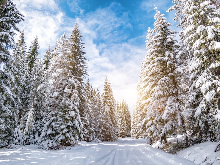 Foto bosque de pinos de invierno en un día soleado